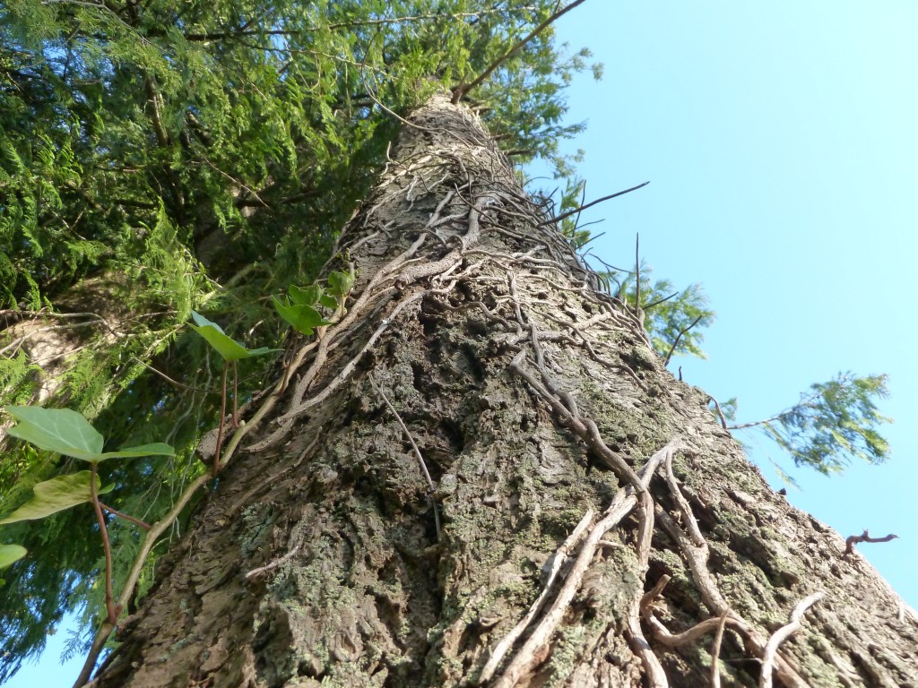 looking up fir tree